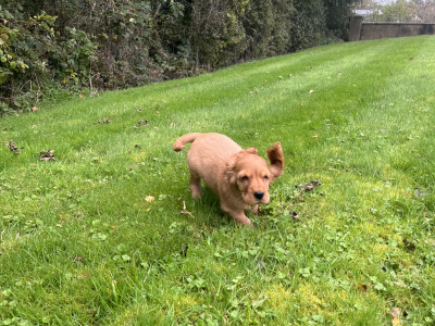 Golden Cocker Spaniel puppies in Cavan