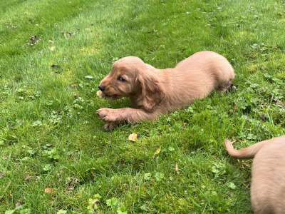 Golden Cocker Spaniel puppies in Cavan