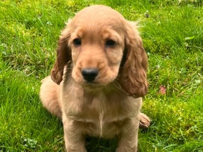 Golden Cocker Spaniel puppies in Cavan