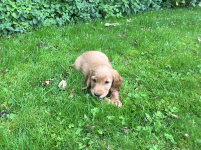 Golden Cocker Spaniel puppies in Cavan