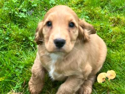 Golden Cocker Spaniel puppies in Cavan