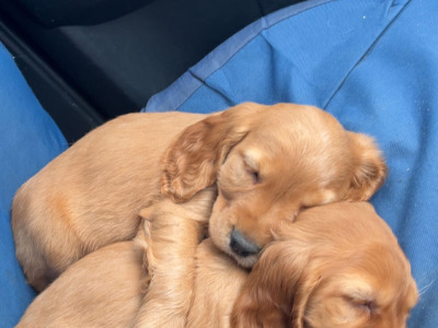 Golden Cocker Spaniel puppies in Cavan