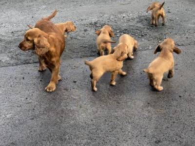 Golden Cocker Spaniel puppies in Cavan