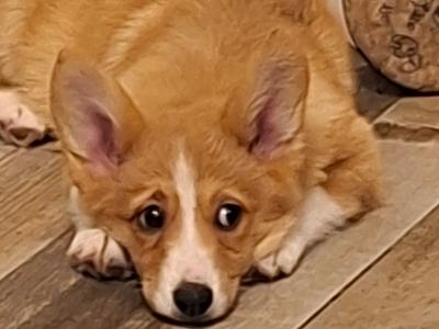 Female Welsh Corgi Pembroke pup in Waterford