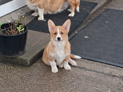 Female Welsh Corgi Pembroke pup in Waterford