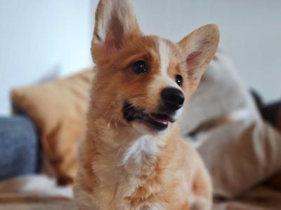 Female Welsh Corgi Pembroke pup in Waterford