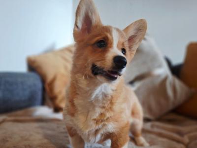 Female Welsh Corgi Pembroke puppy in Waterford