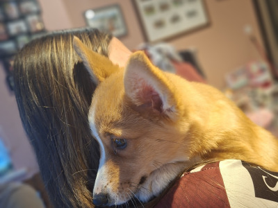 Female Welsh Corgi Pembroke pup in Waterford