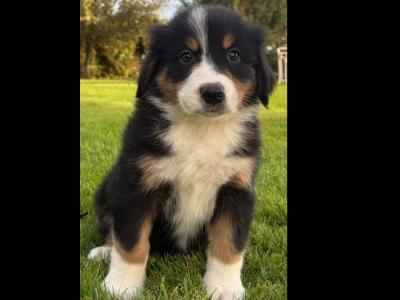 Bernese Mountain Dog x Australian Shepherd puppies in Waterford