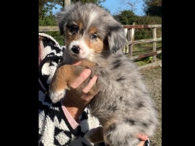 Bernese Mountain Dog x Australian Shepherd puppies in Waterford