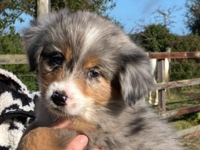 Bernese Mountain Dog x Australian Shepherd puppies in Waterford