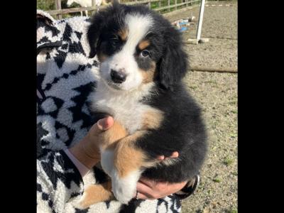Bernese Mountain Dog x Australian Shepherd puppies in Waterford