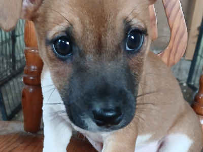 Jack Russell puppies in Carlow