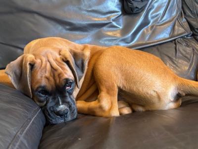 Chip is a stunning male Boxer puppy in Kilkenny
