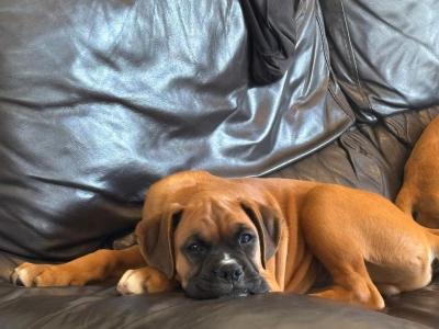 Chip is a stunning male Boxer puppy in Kilkenny