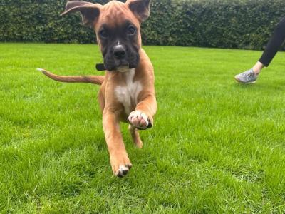 Chip is a stunning male Boxer puppy in Kilkenny