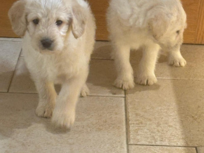 Labradoodle puppies in Down