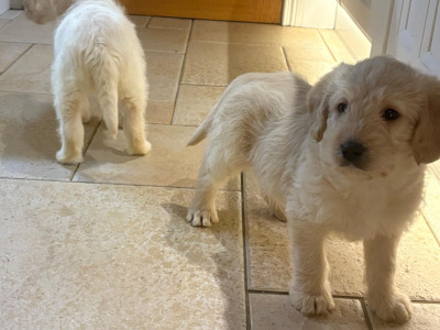 Labradoodle puppies in Down