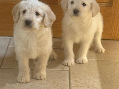 Labradoodle puppies in Down