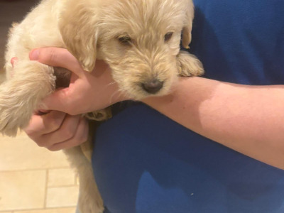 Labradoodle puppies in Down