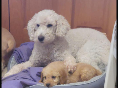Labradoodle puppies in Down