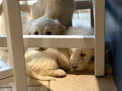 Labradoodle puppies in Down