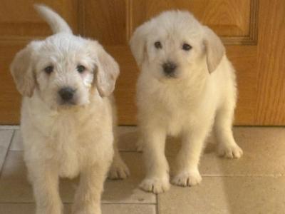 Labradoodle puppies in Down