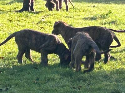 IKC Registered (pending) Irish Wolfhound puppies in Clare