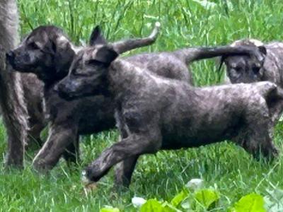 IKC Registered (pending) Irish Wolfhound puppies in Clare