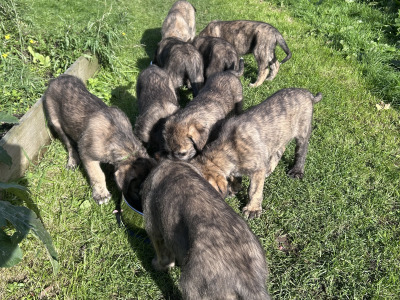 IKC Registered (pending) Irish Wolfhound puppies in Clare