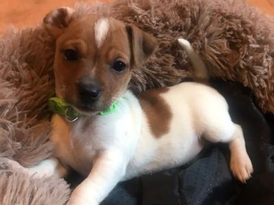 Small Breed Jack Russell puppies in Kerry