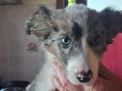 2 Beautiful Border Collie male puppies for sale in Mayo