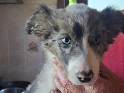 2 Beautiful Border Collie male puppies for sale in Mayo