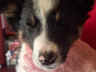 2 Beautiful Border Collie male puppies for sale in Mayo