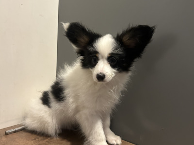 2 male Papillion puppies 🐶 in Galway