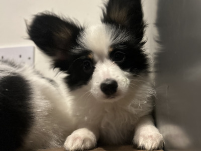 2 male Papillion puppies 🐶 in Galway
