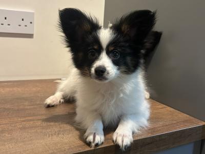 2 male Papillion puppies 🐶 in Galway