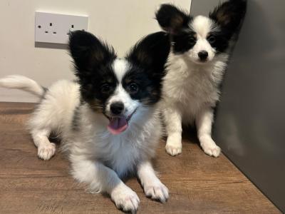 2 male Papillion puppies 🐶 in Galway