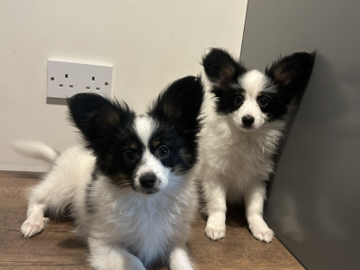 2 male Papillion puppies 🐶 in Galway
