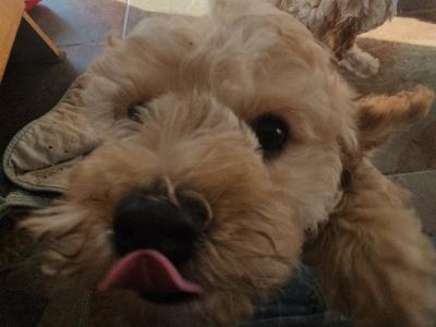 Cavapoo puppies in Limerick