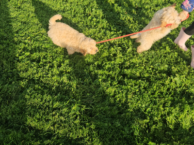 Cavapoo puppies in Limerick