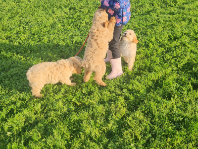 Cavapoo puppies in Limerick
