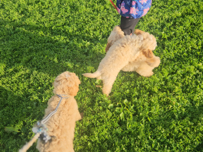 Cavapoo puppies in Limerick