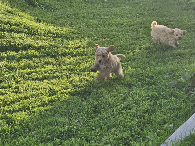 Cavapoo puppies in Limerick