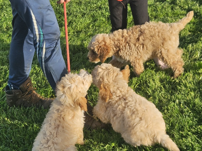 Cavapoo puppies in Limerick