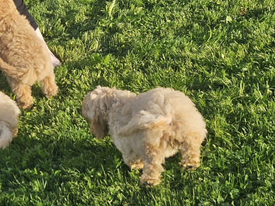 Cavapoo puppies in Limerick