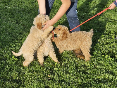 Cavapoo puppies in Limerick