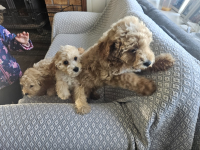 Cavapoo puppies in Limerick