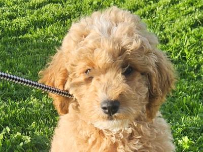 Cavapoo puppies in Limerick