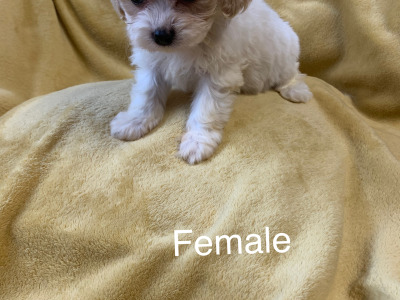 Cavachon’s  €500.. ….RESERVED …, pending collection